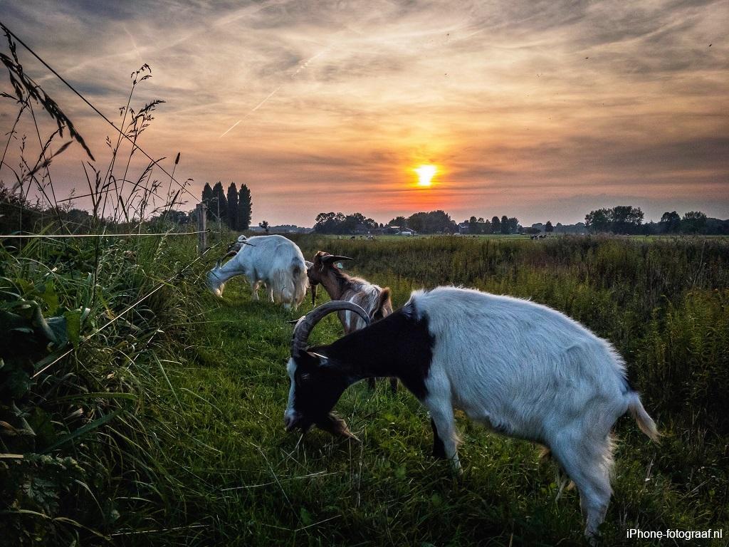 iPhone foto van een zonsondergang