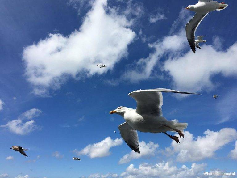 How to take black and white photos on iPhone iPhone photography