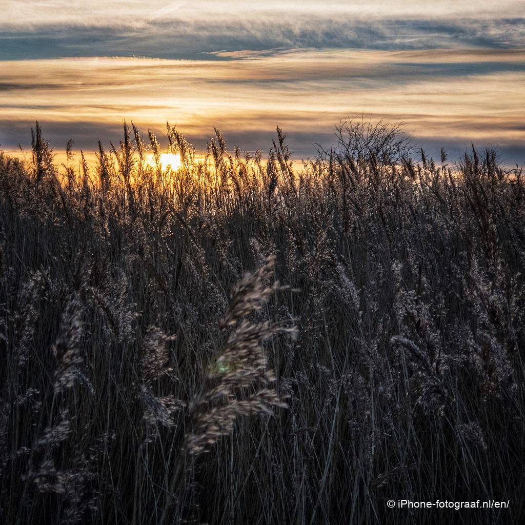 field with a low sun