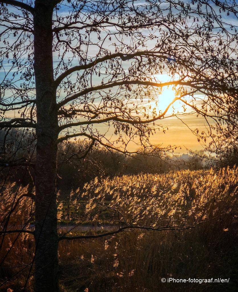 Lage zon met een boom in de avond