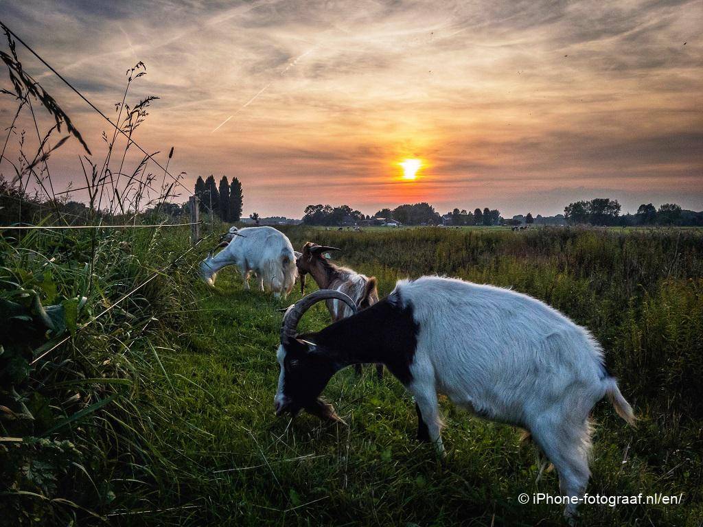 iPhone foto van een zonsondergang