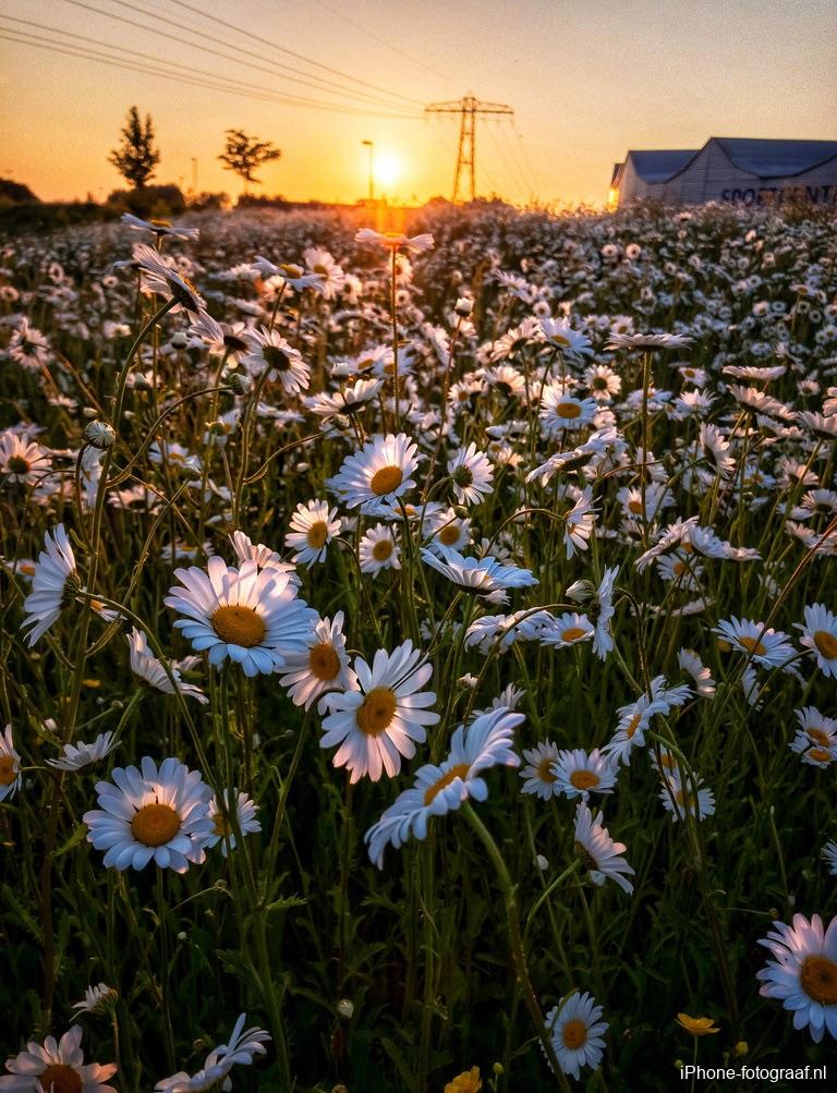 Een lage zon met bloemen. Gefotografeerd met de zonsondergang app Lightroom CC Mobile
