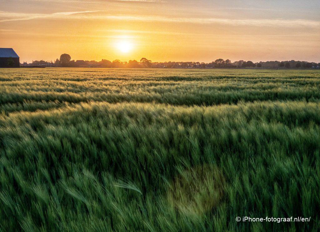 field in the evening