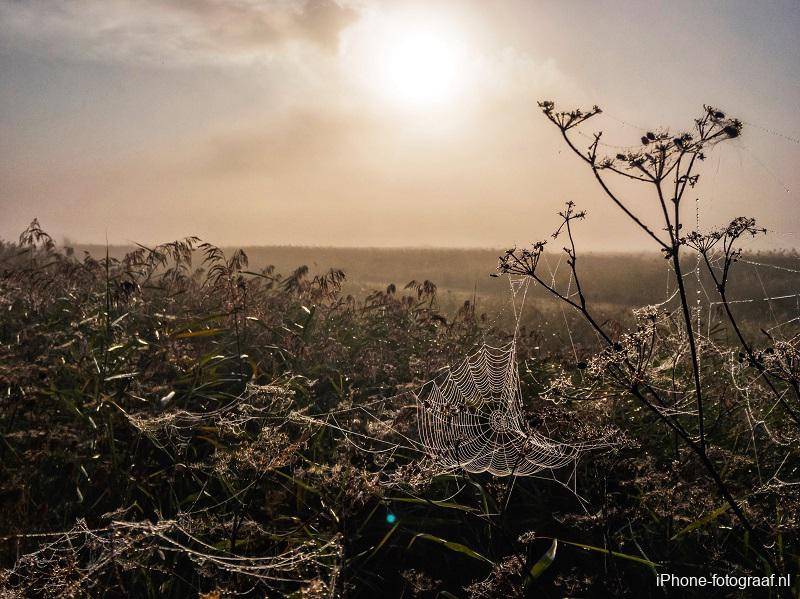 A spider web in the fog