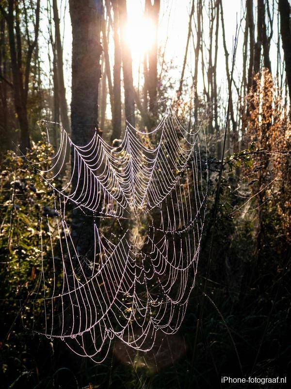 iPhone foto van een spinnenweb in de herfst.