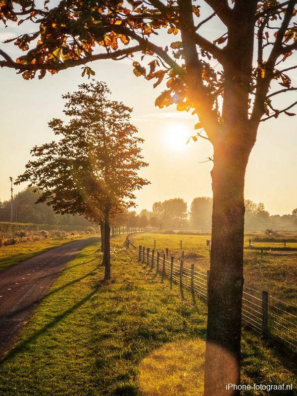 Een tegenlicht opname die is gemaakt in de herfst van een rij kastanjebomen.