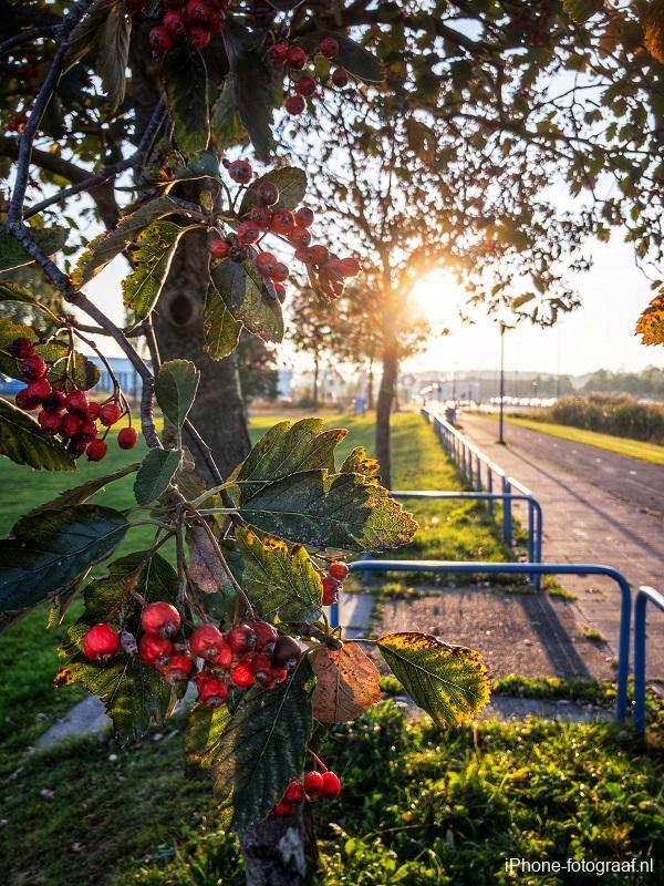 Een foto van rode bessen. Op de achtergrond is een fietspad te zien. Tegenlichtopname.