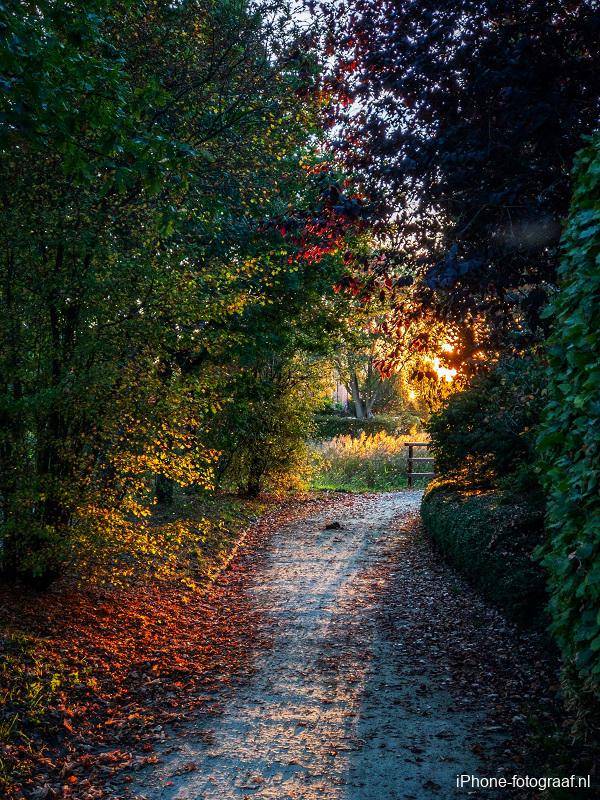 Foto die met een iPhone is gemaakt in de herfst. Oplichtende bladeren en een lage zon.
