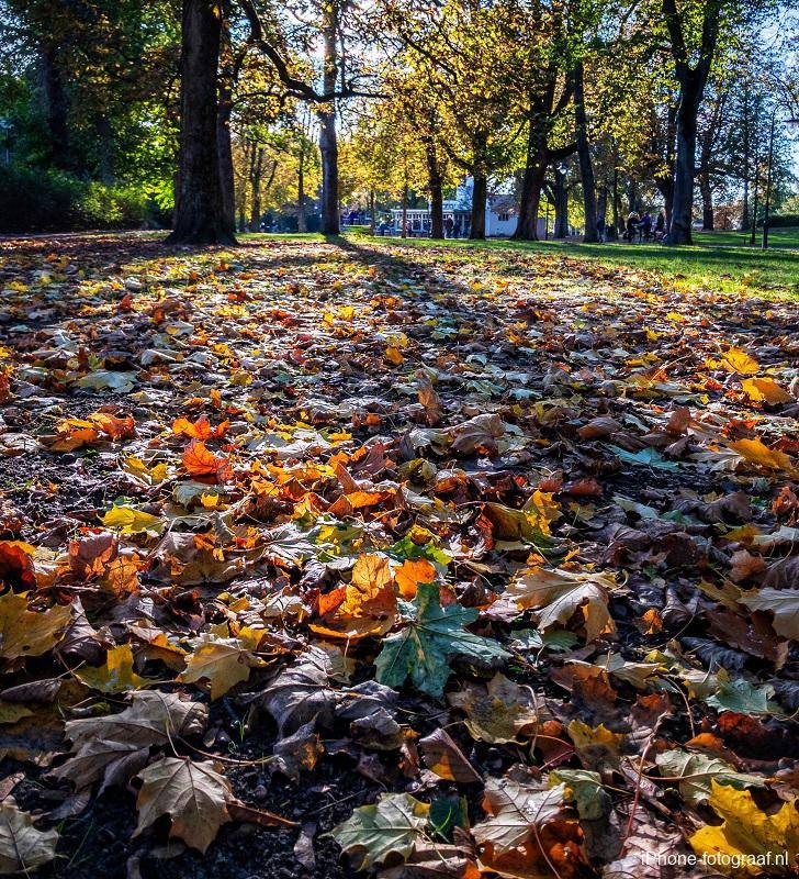 Bladeren die in de herfst met een iPhone zijn gefotografeerd met een laag standpunt.