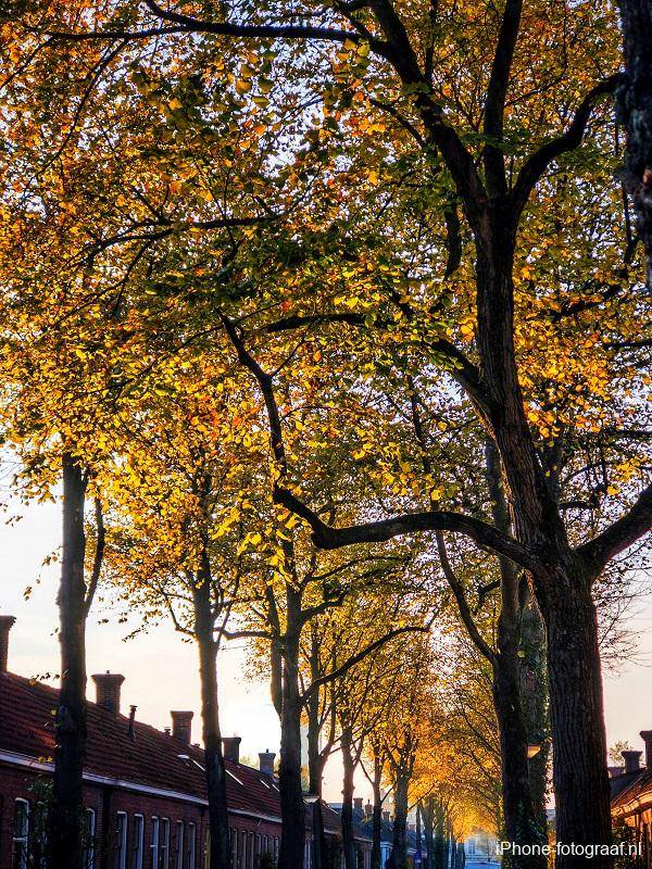 Herfstbladeren die in het licht van een lage zon oplichten. De foto is in de herfst gemaakt met een iPhone.