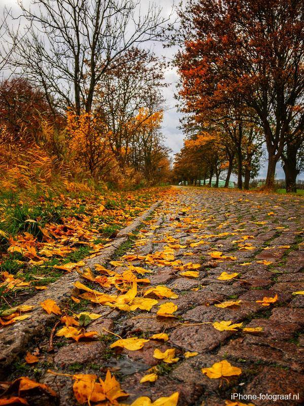 Bladeren die in de herfst zijn gefotografeerd op een regenachtige dag.