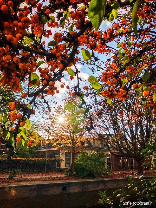Een iPhone foto die in de herfst is gemaakt van oranje bessen met op de achtergrond een gracht.