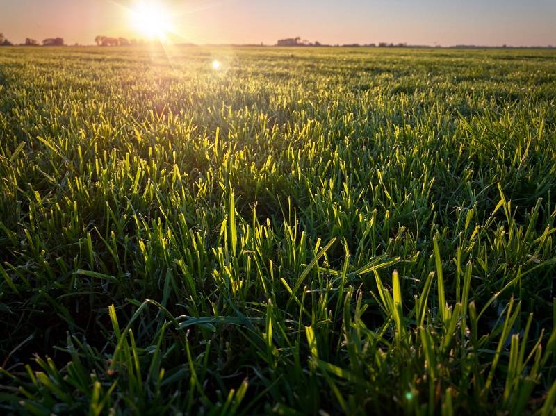 Experimenteer met een laag standpunt tijdens het fotograferen van landschappen met je iPhone.