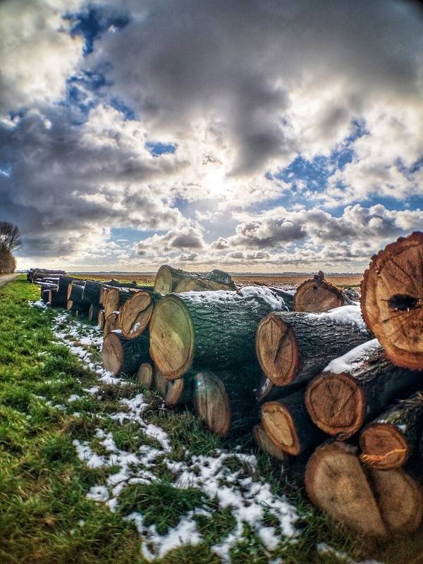 A landscape with a beautiful cloudy sky. Tree trunks. Ultra wide-angle lens, iPhone photo.