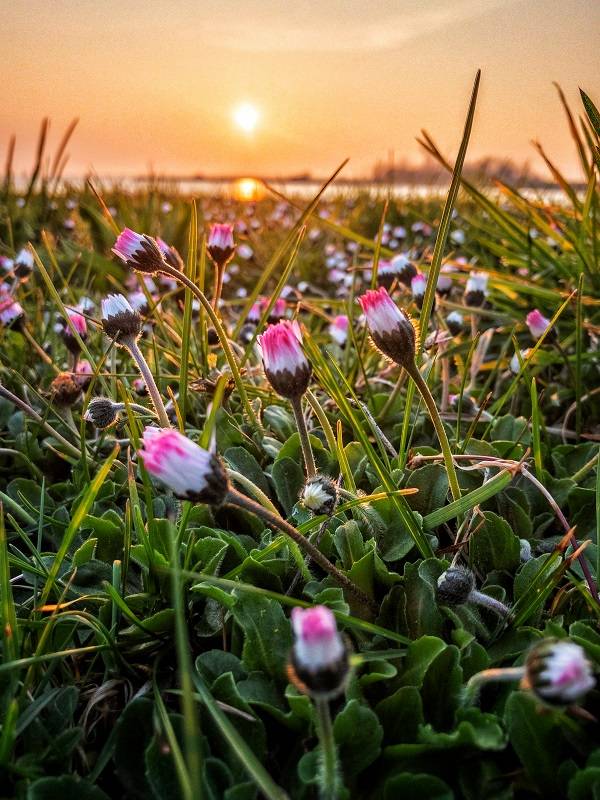 iPhone foto met bloemen en een zonsondergang.